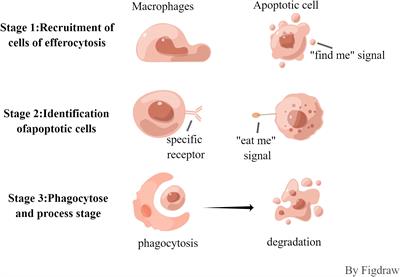 Progress of research on the relationship between efferocytosis and tumor